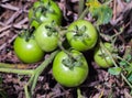 Young green tomatoe