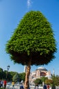 Young green tree grows in nature