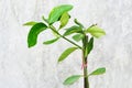 Young green tree Royalty Free Stock Photo
