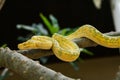 Young green tree python on the branch Royalty Free Stock Photo