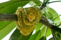 Young green tree python on the branch