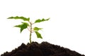 Young green tree sapling growing in soil soil on white background, business start concept, startup, new life. Royalty Free Stock Photo