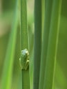 Young green treefrog