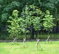 Young green trees with props in the garden Royalty Free Stock Photo