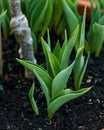 Young Green tulip leaves Fresh spring plants foliage growing in terracotta pot in garden Royalty Free Stock Photo