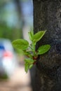 Young green twig growing on tree trunk Royalty Free Stock Photo