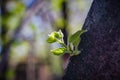 Young green twig growing on tree trunk Royalty Free Stock Photo