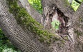 Young green twig on a mighty tree trunk