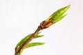 Young green twig of poplar tree. Royalty Free Stock Photo