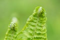 Young green twisted fern leaves Royalty Free Stock Photo