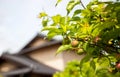 Young green ume plum fruit on a tree., Japan plum Royalty Free Stock Photo