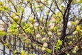 Young green ume plum fruit on a tree., Japan plum Royalty Free Stock Photo