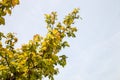 Young green ume plum fruit on a tree., Japan plum Royalty Free Stock Photo