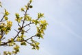 Young green ume plum fruit on a tree., Japan plum Royalty Free Stock Photo