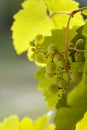 Young green unripe berries grapes hang on a vine with green leaves. Agriculture. Winery. Close-up Royalty Free Stock Photo