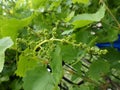 Young green unripe grapes. Grapevine