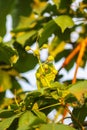 Young green unripe prickly chestnuts on tree branch Royalty Free Stock Photo