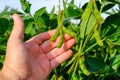 Young green unripe soybean pods on the stem of plant in mans hand