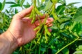 Young green unripe soybean stems in mans hand