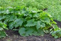 Young green vegetable marrow grow in a garden bed
