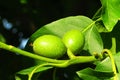 young green walnuts growing on a walnut tree