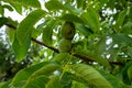 Young green walnuts on the tree Royalty Free Stock Photo