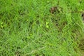 Young green wet grass covered with drops of morning dew Royalty Free Stock Photo