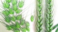 Young green wheat buds close up Royalty Free Stock Photo