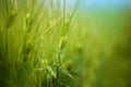 Young Green Wheat Crops Field Growing in Cultivated Plantation Royalty Free Stock Photo