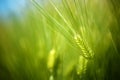 Young Green Wheat Crops Field Growing in Cultivated Plantation Royalty Free Stock Photo