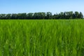 Young green wheat ears against the background of trees and blue sky Royalty Free Stock Photo