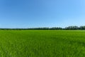 Young green wheat ears against the background of trees and blue sky Royalty Free Stock Photo