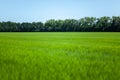 Young green wheat ears against the background of trees and blue sky Royalty Free Stock Photo