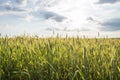 Young green wheat ears on a beautiful grain fields with a cloudy sky in a sunset. Ripening ears wheat. Agriculture Royalty Free Stock Photo