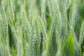 Young green wheat ears close-up in the field