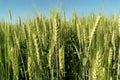 Young green wheat in the field Royalty Free Stock Photo