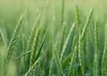 young green wheat field panoramic background banner. Ukrainian summer harvest
