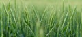 Young green wheat field panoramic background banner. Ukrainian summer harvest