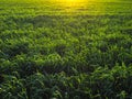 Young green wheat field in the rays of the sunset Royalty Free Stock Photo