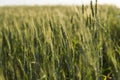 Young green wheat field. Ripening ears wheat. Agriculture. Natural product. Agricaltural landscape.