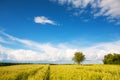 Young green wheat field on a sunny cloudy day Royalty Free Stock Photo
