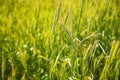 Young green wheat field on a sunny day, close-up Royalty Free Stock Photo