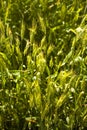 Young green wheat field on a sunny day, close-up Royalty Free Stock Photo