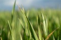 Young green wheat grass sprouts blade field macro Royalty Free Stock Photo