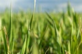Young green wheat grass sprouts blade field macro Royalty Free Stock Photo
