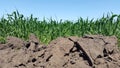 the young green wheat growing in the earth. background Royalty Free Stock Photo