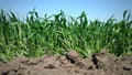 the young green wheat growing in the earth. background