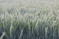 Young green wheat growing in the field, a wonderful harvest of grain in spikelets