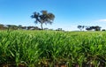 Young green wheat growing in soil