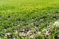 Young green wheat growing in soil. Green grass on the field Royalty Free Stock Photo